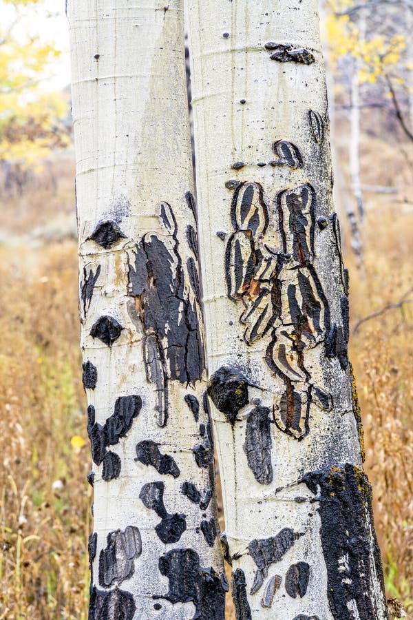 Two Aspens with interesting patterns in the bark