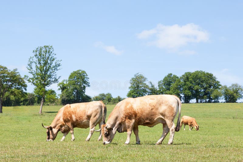Two aubrac beef cows grazing in a spring pasture