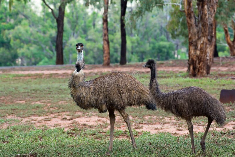 Two australian emus in wild