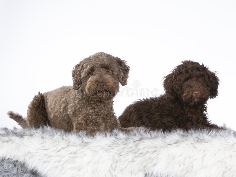 Labradoodles Stock Photos Free & RoyaltyFree Stock Photos from Dreamstime
