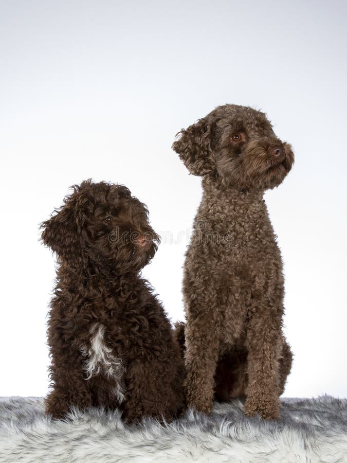 Labradoodles Stock Photos Free & RoyaltyFree Stock Photos from Dreamstime