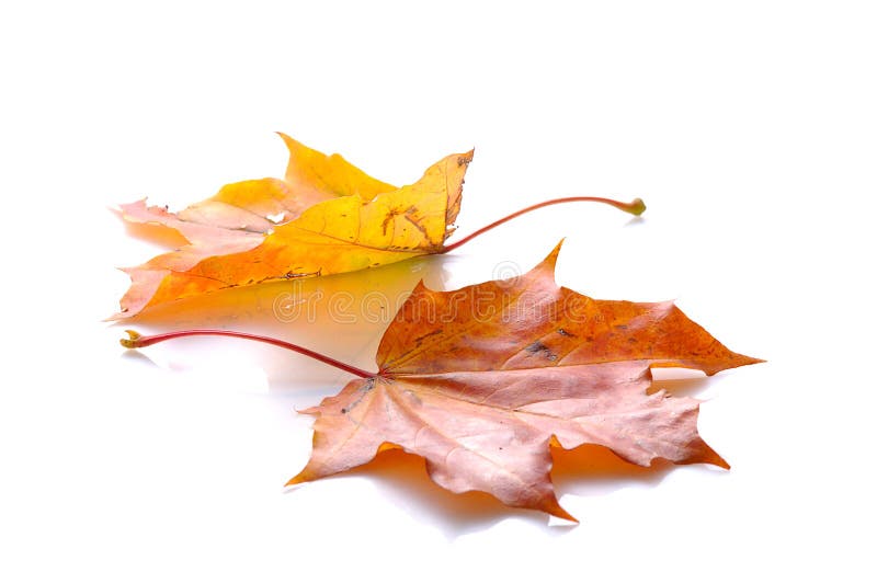 Two autumn leaves of maple lying on white