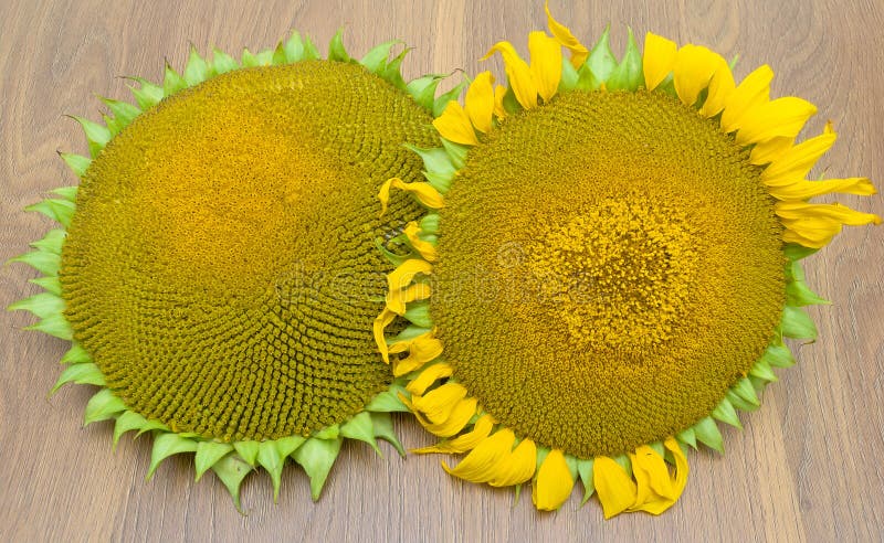 Two autumn sunflower on a wooden table. horizontal photo.