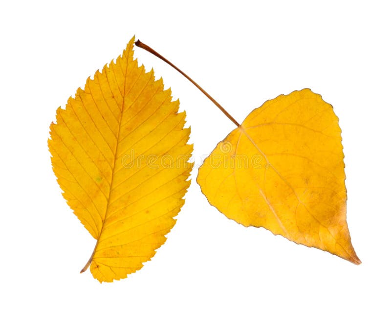 Two autumnal leaves