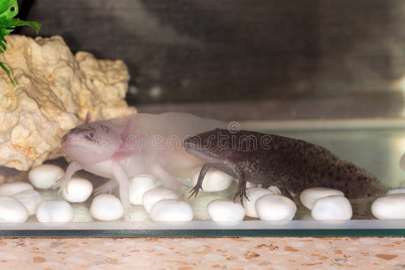 Two Axolotls in an Aquarium Stock Image Image of head, animals 179274413