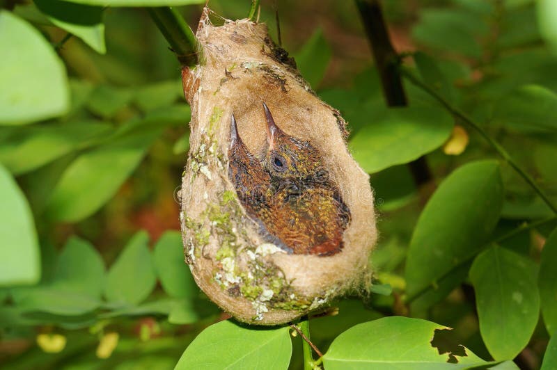 Two babies Rufous-tailed hummingbird in nest stock photography Two babies Rufous-tailed hummingbird in nest stock photography