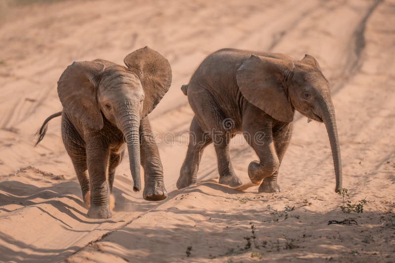 Two Baby African Elephants Run Across Track Stock Photo Image of