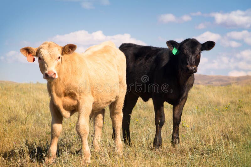 Two Baby Beef Calves Posing for the Camera royalty free stock photo Two Baby Beef Calves Posing for the Camera royalty free stock photo