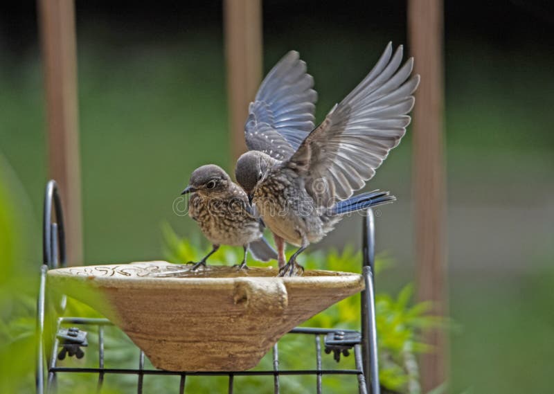 Two baby Bluebirds try to figure out the water dish.