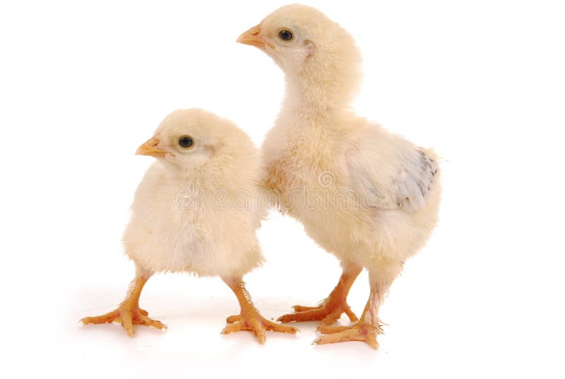 Two baby chicks stock photo. Image of bird, food, duck 4987830