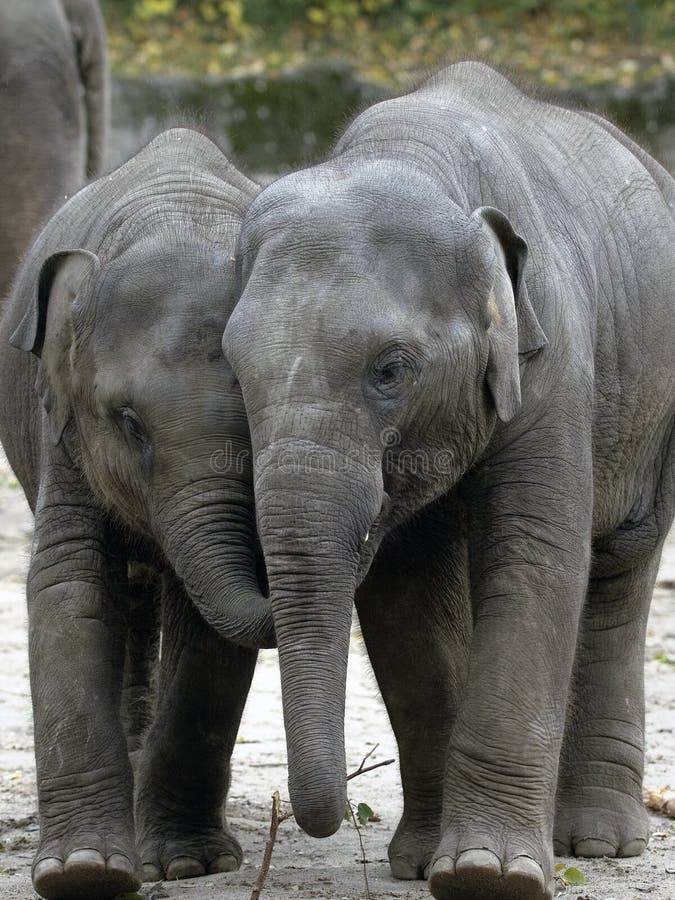 Two baby elephants stock image. Image of park, natural ...