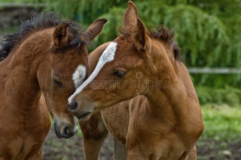 Due puledri di una baia e una castagna nuzzling con l'altro.