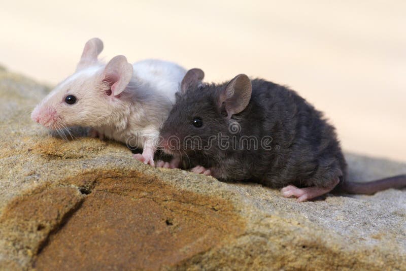 Two baby mice on rock stock photo Two baby mice on rock stock photo