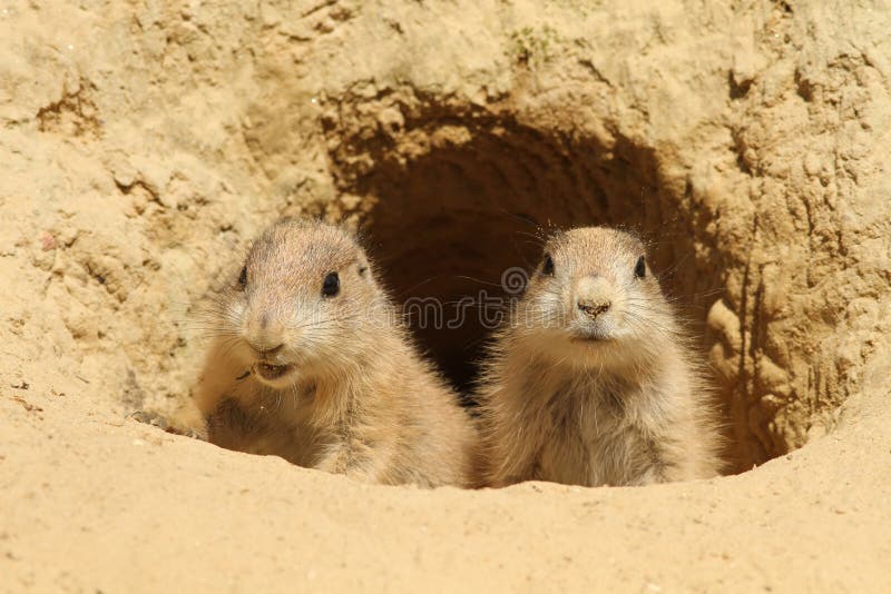 Two baby prairie dogs looking out of their burrow