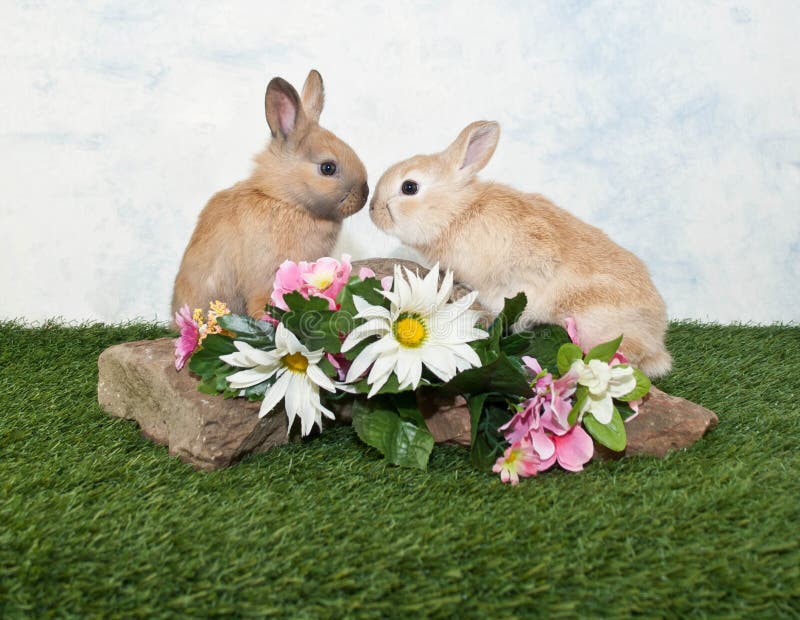 Two Baby Rabbits stock photo. Image of friends, friendly - 29677698