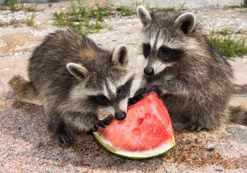 Two baby raccoons eating watermelon.