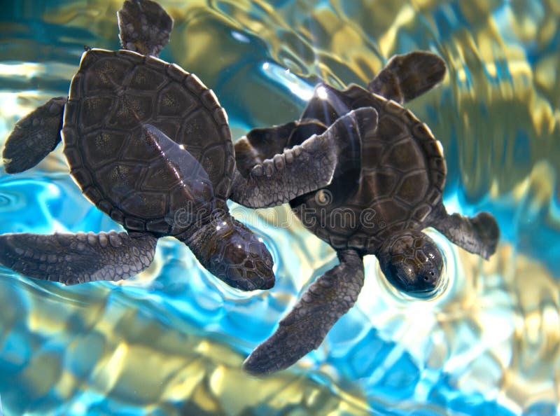 Two baby sea turtles. Swimming in water Two baby sea turtles. Swimming in water