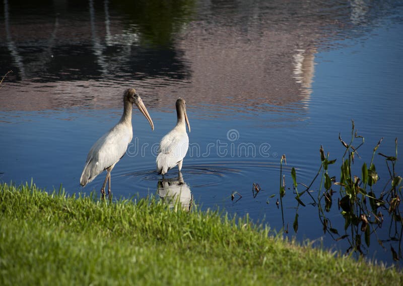 Two baby storks on a lake in Florida.