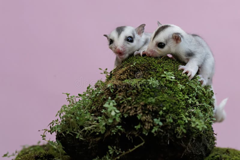 Two Baby Sugar Gliders are Resting on a Rock Overgrown with Moss. Stock