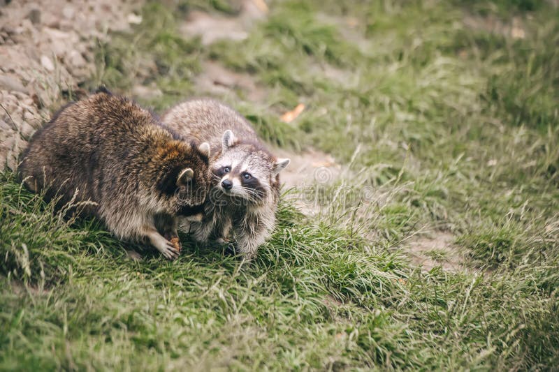 Two Badgers lying in grass. Badger Meles meles. Bear badger stock images, royalty-free photos and pictures