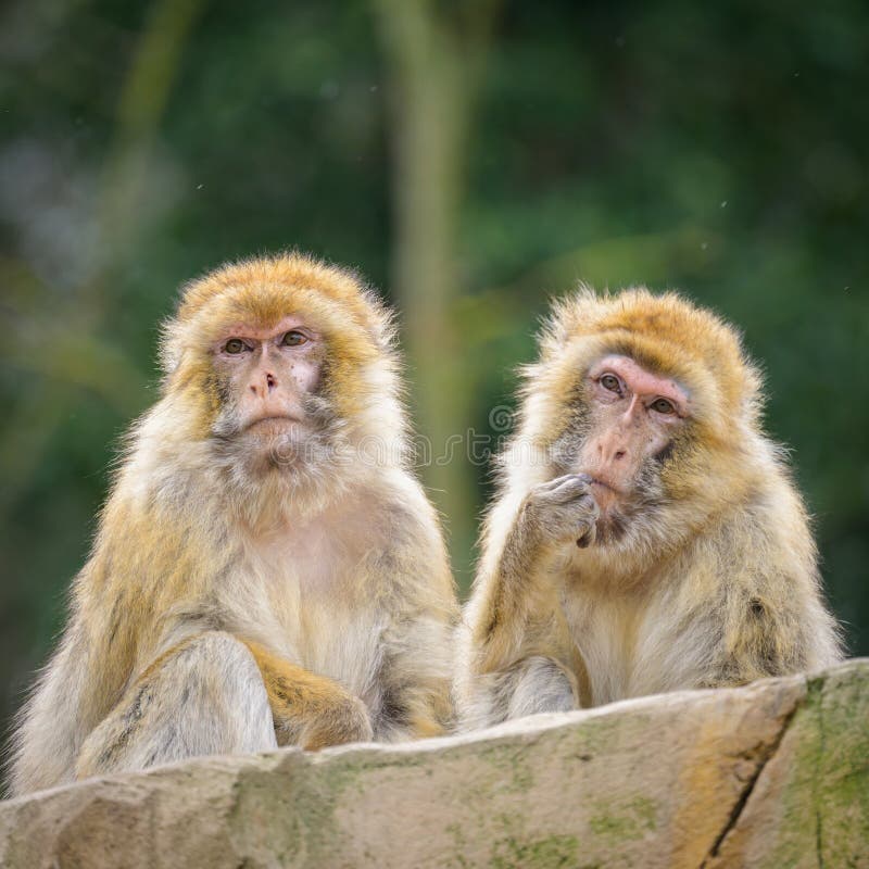 Two Barbary apes sitting in a zoo