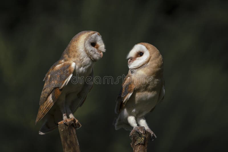 Two barn owls on a branch