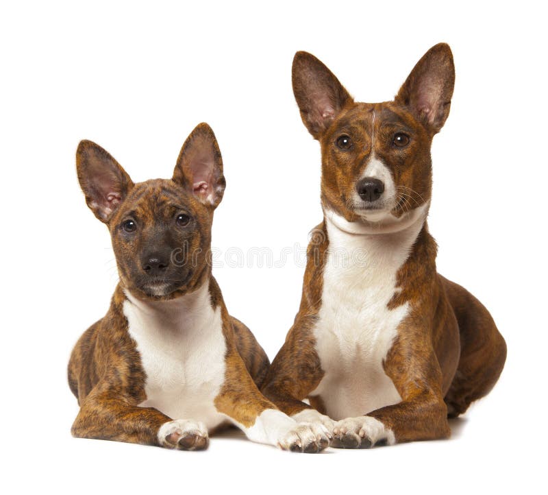 Two basenji dog is isolated on white background