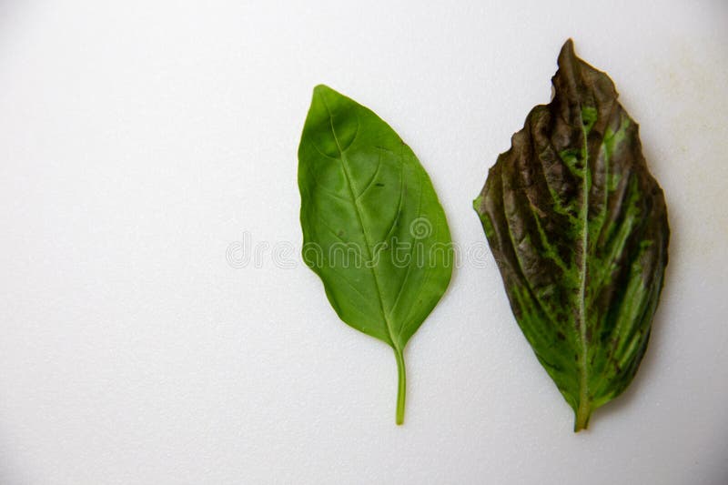 Two Basil Leafs stock photo. Image of ingredient, rotten 274527176