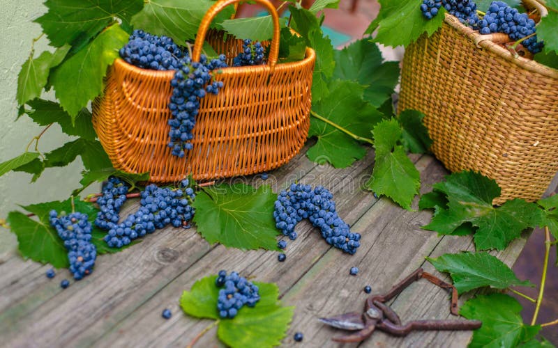 Two baskets with grapes and secateurs on rustic wood. Wine making background royalty free stock photography