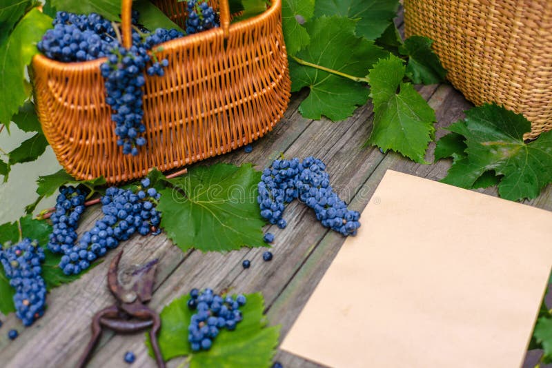 Two baskets with grapes and secateurs beside sheet of paper on rustic wood. Wine making background stock image