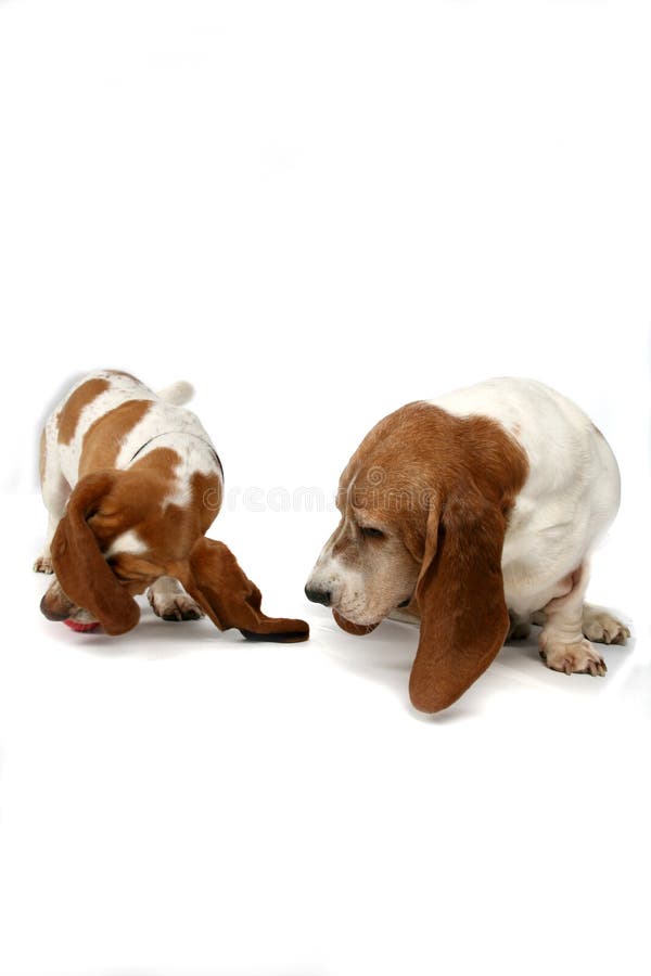 Two basset hounds sniffing