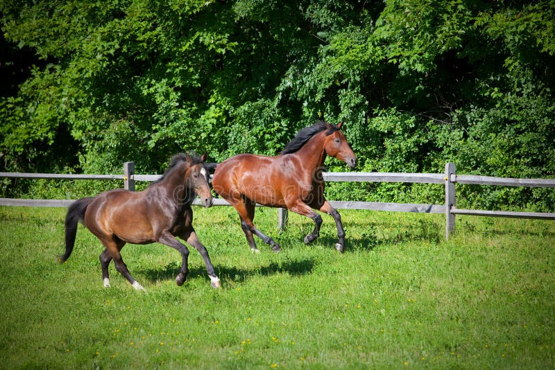 Two bay Horses cantering on hill