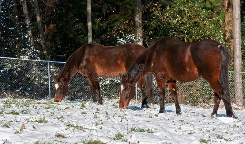 Two Bay Thoroughbred Horses Grazing in Snow