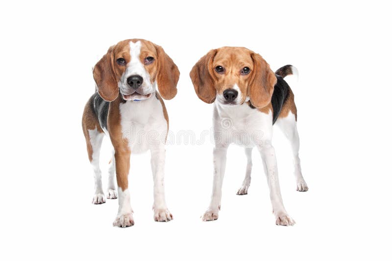 Two beagle dogs stock image. Image of beagle, purebred 25097741