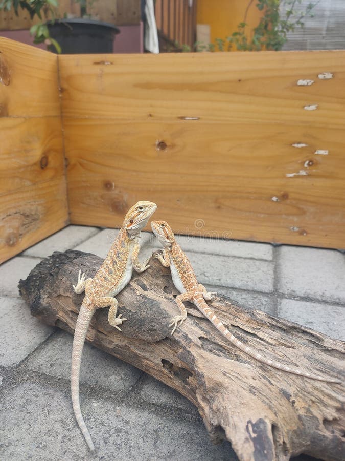 Two Bearded Dragon Sunbathing on a Log Stock Photo Image of bearded, logs 246373740