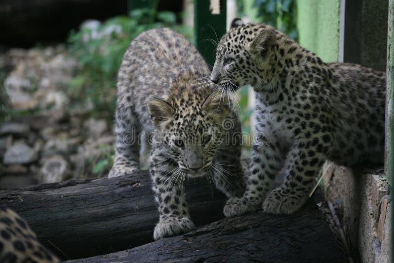 Two Beautiful Baby Leopards Stock Photo Image of family, tree 82505766