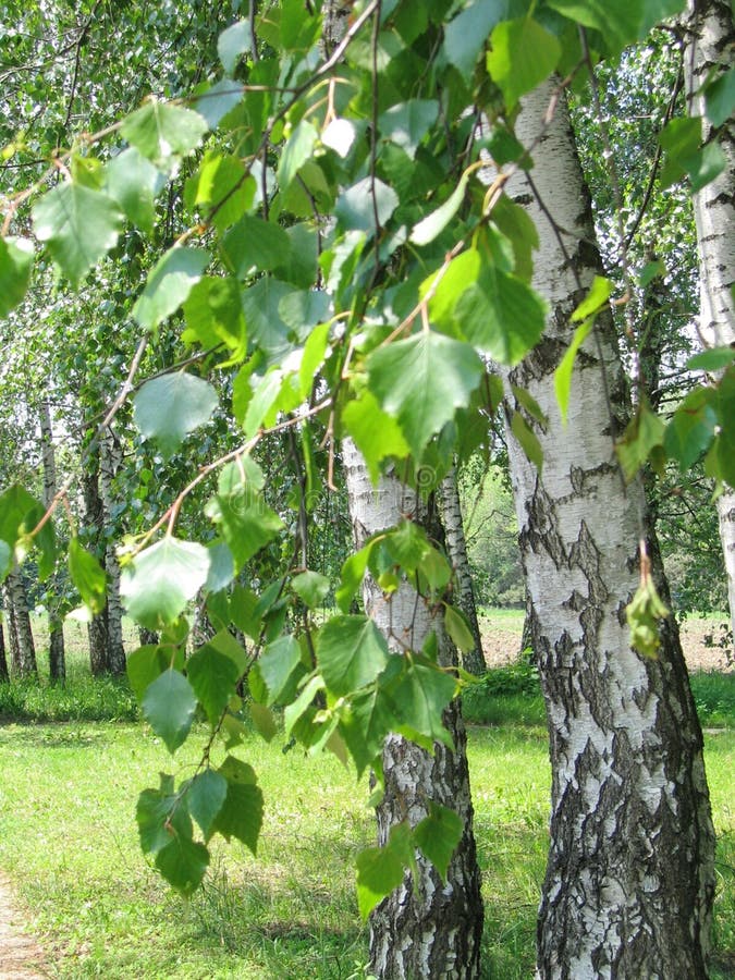 Natural Landscape. White Birch in a Summer Birch Grove Stock Photo