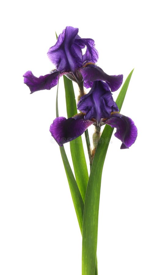 Two beautiful blooming irises on white