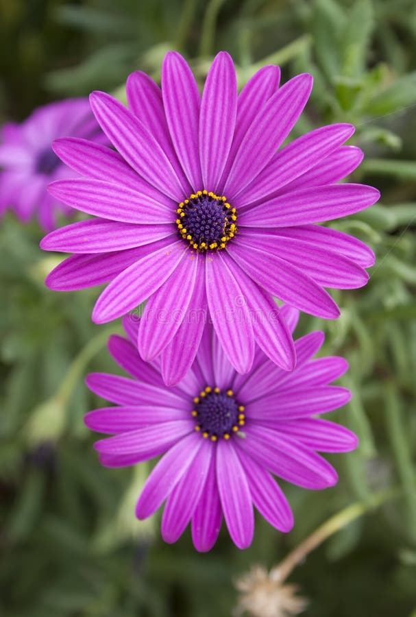 Two Beautiful  Bright Purple  Daisy  Flowers  On Green Stock 