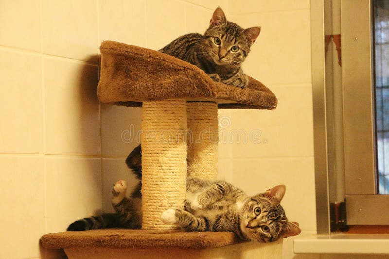 beautiful cat scratching post
