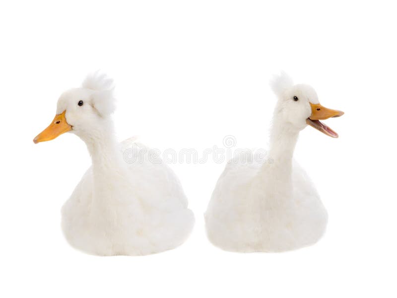 Two beautiful and clean white duck isolated