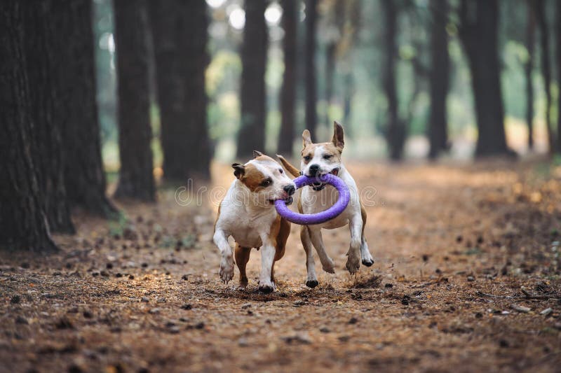 Two beautiful dogs play together and carry the toy to the owner. Aport performed by the American Staffordshire Terriers. royalty free stock images Two beautiful dogs play together and carry the toy to the owner. Aport performed by the American Staffordshire Terriers. royalty free stock images