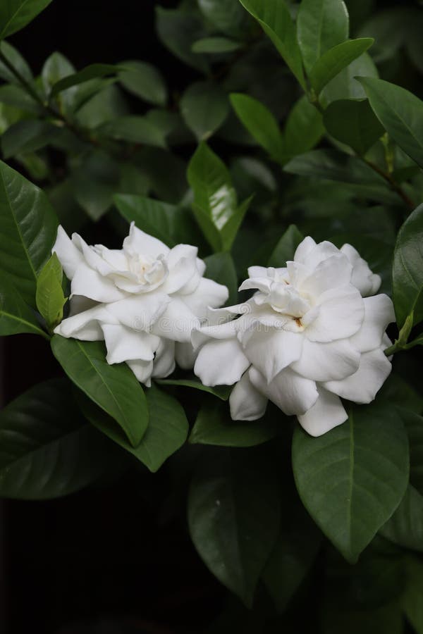 Pure White Gardenia Flowers or Gardenia Jasminoides Flowers in Full