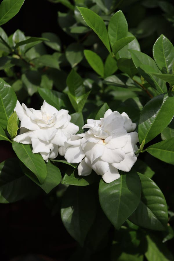 Pure White Flowers, Gardenia or Gardenia Jasminoides Flowers in Full
