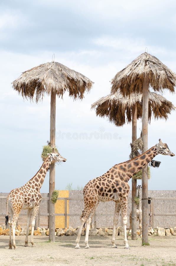Two Beautiful Giraffe Female and Male are Standing Nearby Stock Photo