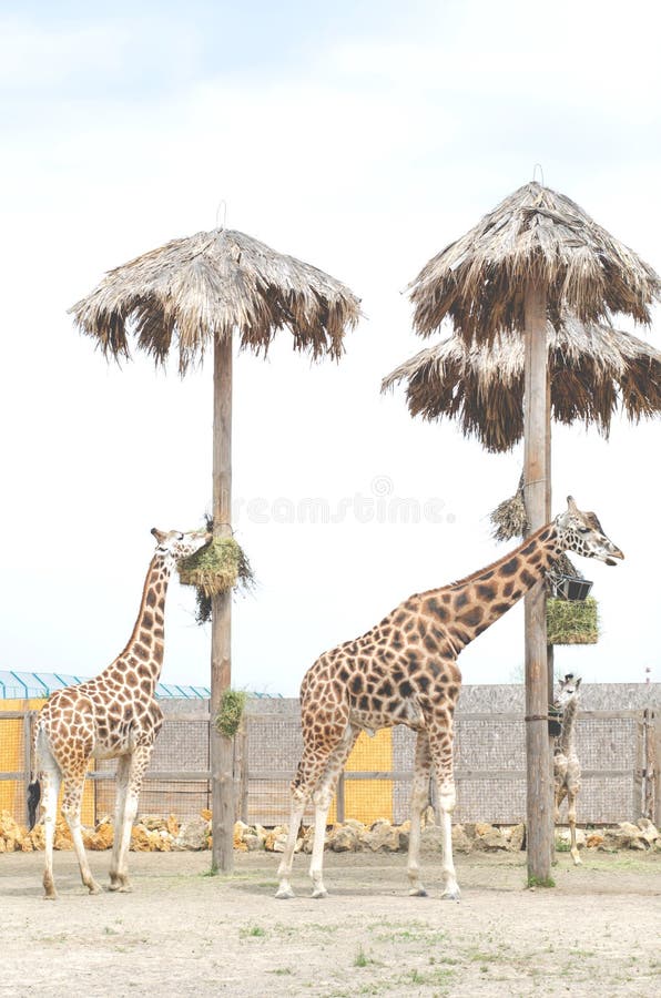 Two Beautiful Giraffe Female and Male are Standing Nearby Stock Photo