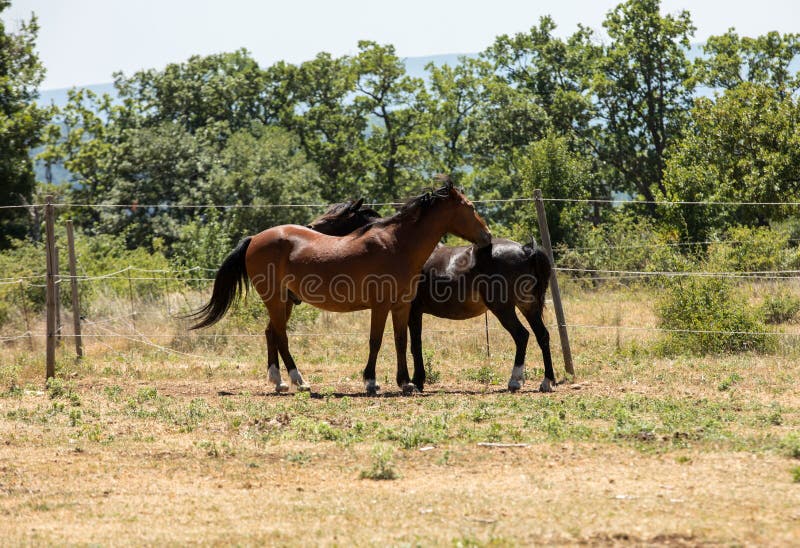 Two beautiful horses standing in the field in summer royalty free stock photos Two beautiful horses standing in the field in summer royalty free stock photos