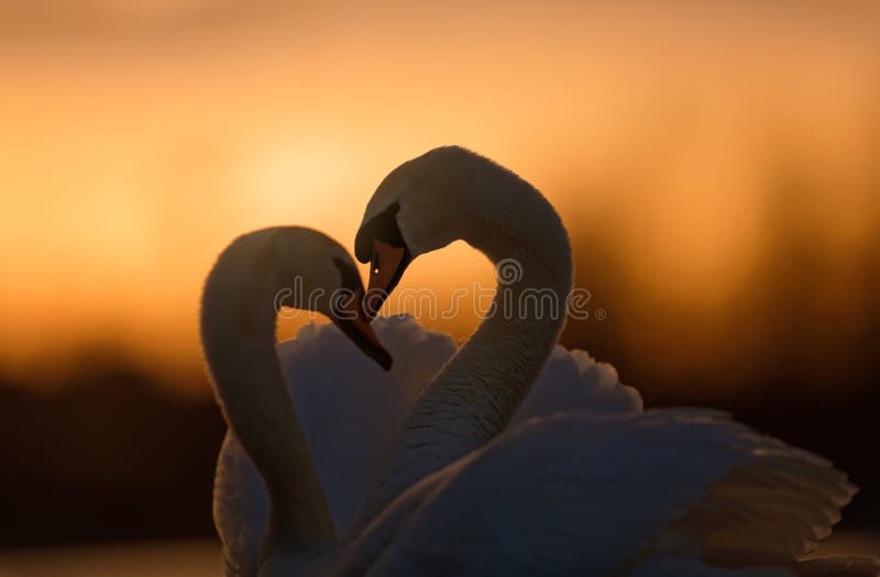 Romantic Image of Two Swans at Sunset