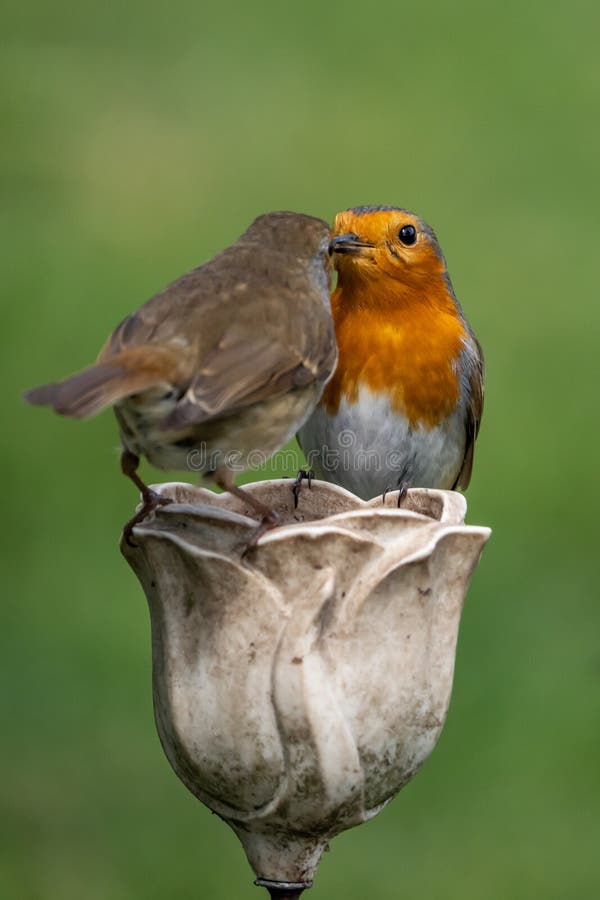Two Beautiful Pair of Wild Red Robin Birds in Love. Chatting Together  Bright Red Colourful Redbreast Robins Stock Image - Image of redbreast,  beautiful: 220385009
