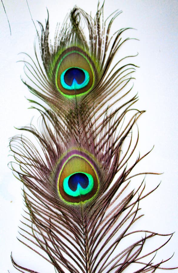 Two Beautiful Peacock Feather Stock Photo - Image of beauty, peacock: 157160572 Two Beautiful Peacock Feather Stock Photo - Image of beauty, peacock: 157160572